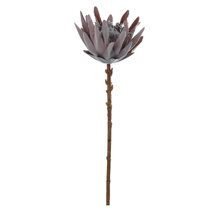 Haste Protéa Flocked