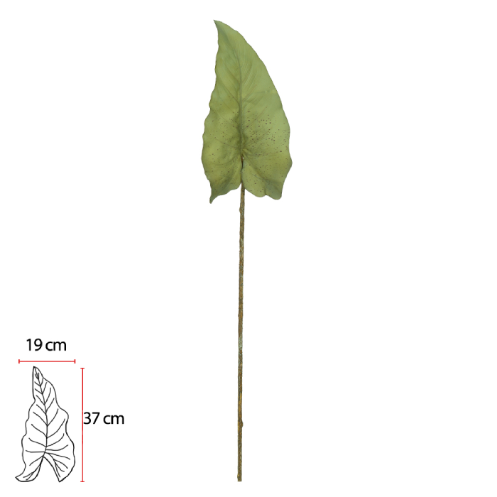 Folha Alocasia com Coat