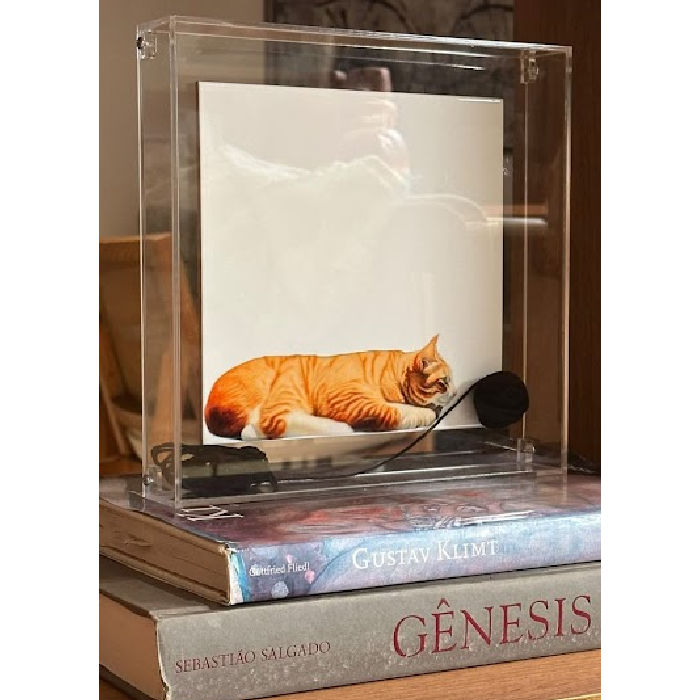 Quadro Acrílico Gato 25x25 - Greghi Desing