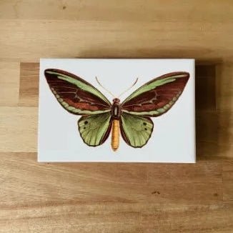 Azulejo Decorativo Borboleta - casaquetem