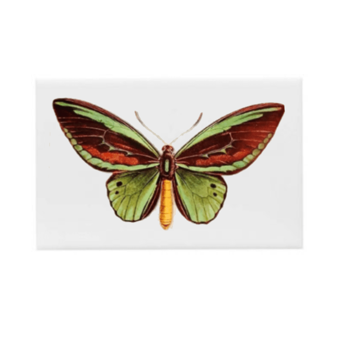 Azulejo Decorativo Borboleta - casaquetem