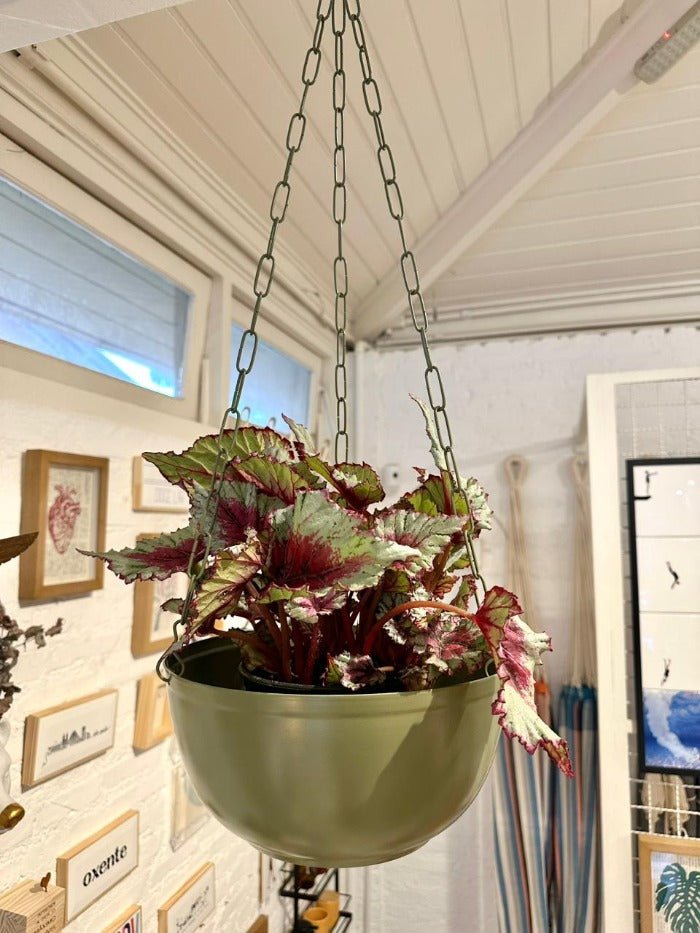 Cachepô Pendurável Cuia Liso - Verde - casaquetem