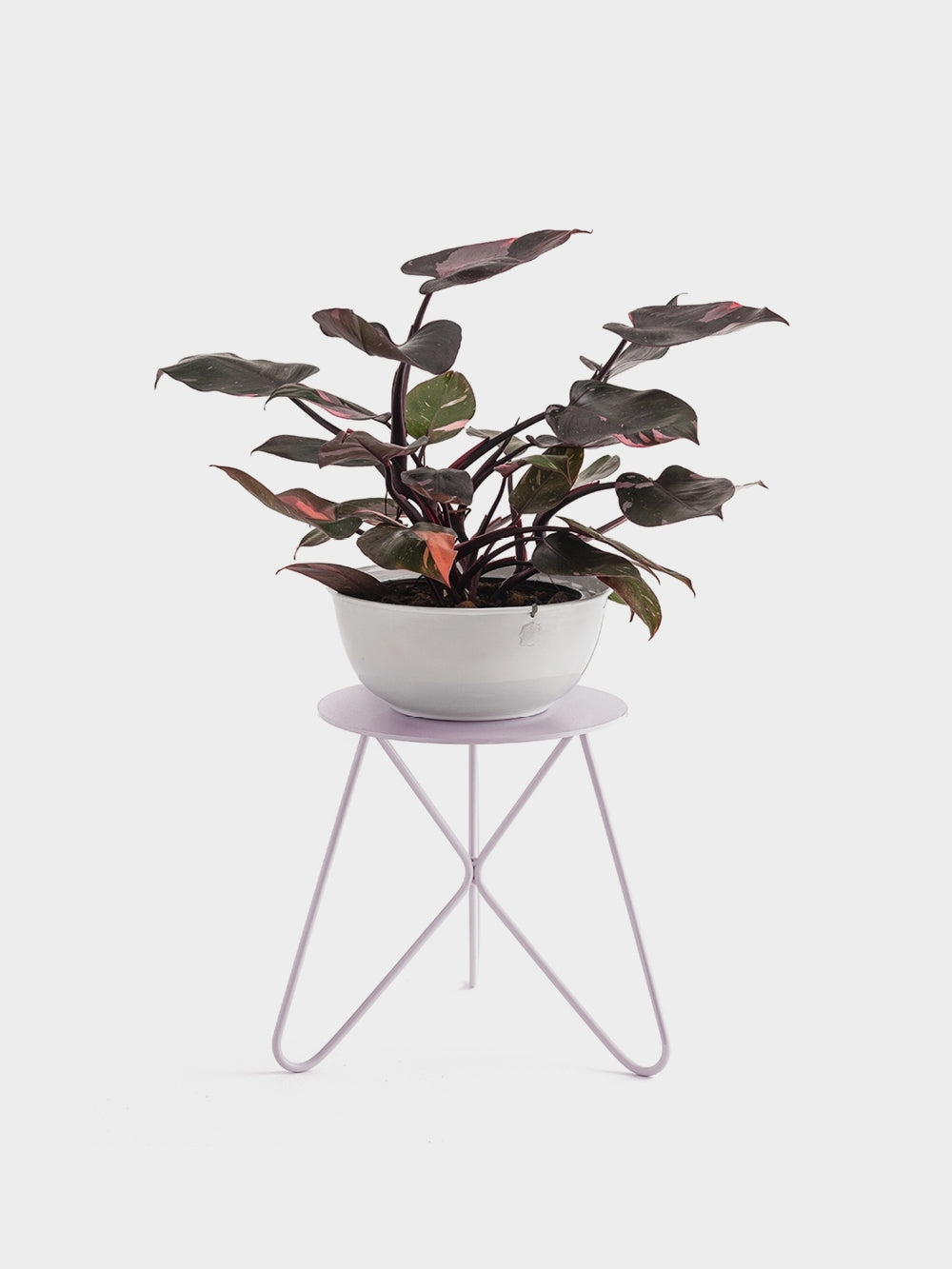 Suporte para Plantas Andorinha Branco