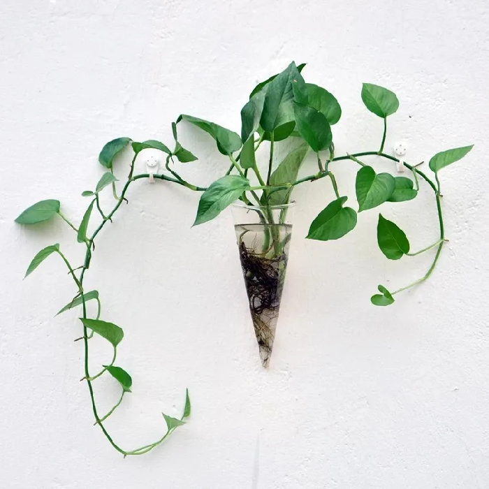 Vaso de Parede Cone em Vidro para Hidroponia