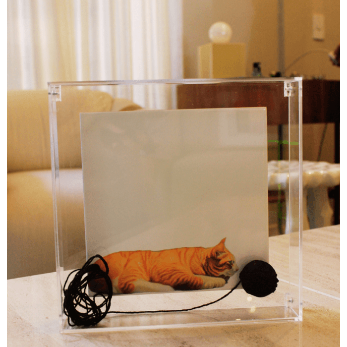 Quadro Acrílico Gato 25x25 - Greghi Desing