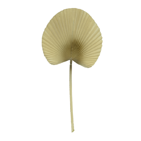 Folha Leque Palha