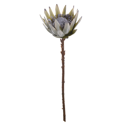 Haste Protéa Flocked