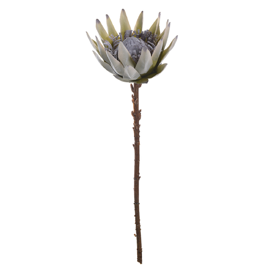 Haste Protéa Flocked