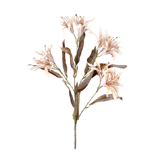 Haste Flor de Bauhinia Outonada