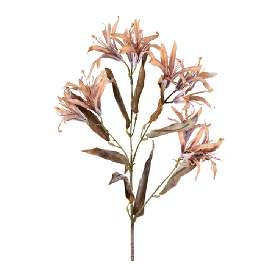 Haste Flor de Bauhinia Outonada