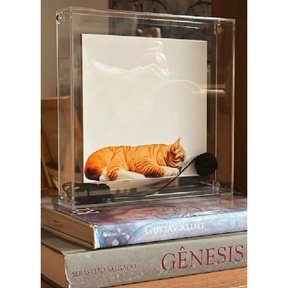 Quadro Acrílico Gato 25x25 - Greghi Desing