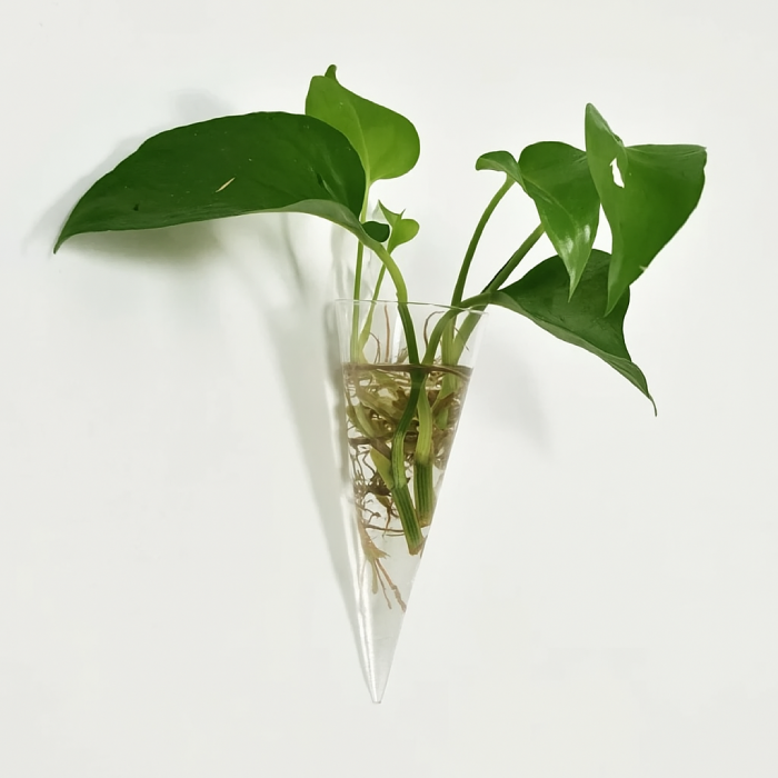 Vaso de Parede Cone em Vidro para Hidroponia