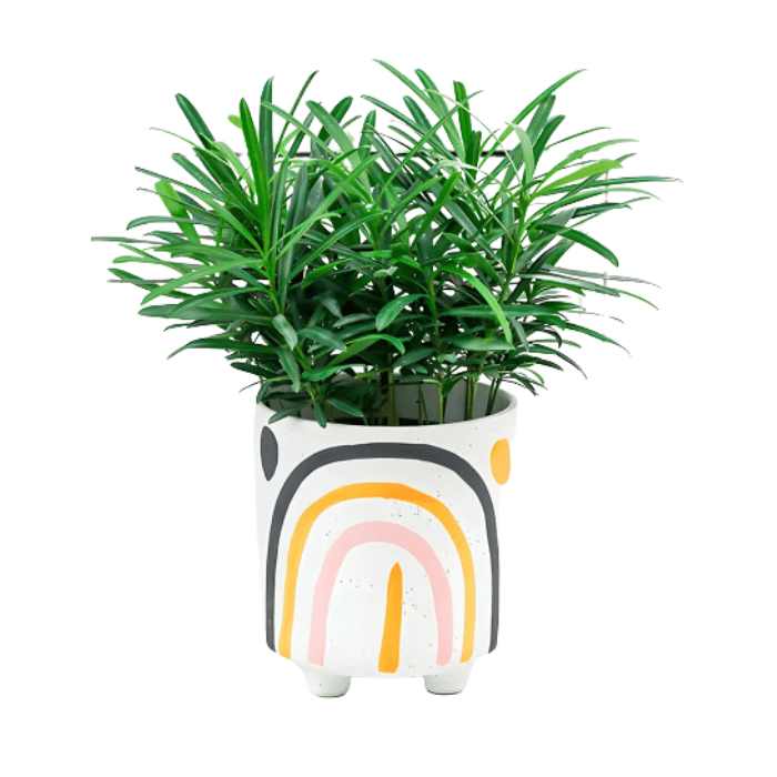 Cachepot Flower Color - casaquetem