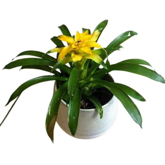 Cachepot de Cerâmica Areia