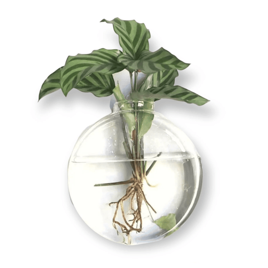 Vaso de Parede Bolacha em Vidro - casaquetem