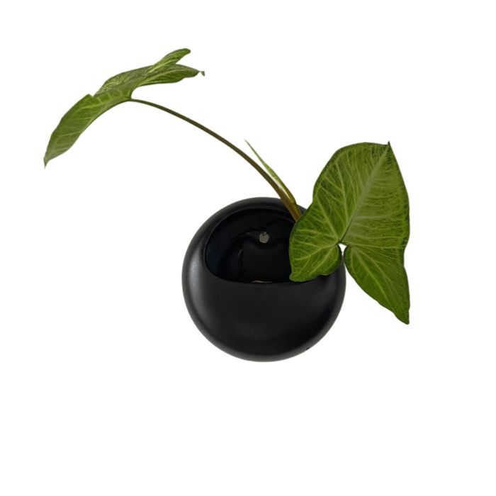 Vaso de Parede Disco Yin - casaquetem