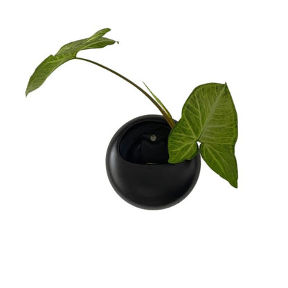 Vaso de Parede Disco Yin - casaquetem