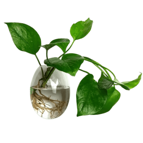 Vaso de Parede Mouse em Vidro - casaquetem