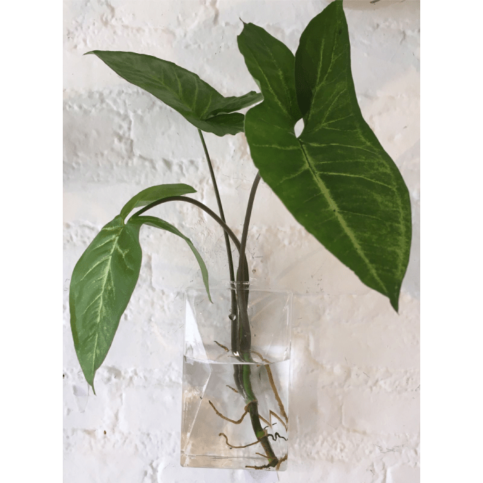 Vaso de Parede Perfume em Vidro - casaquetem