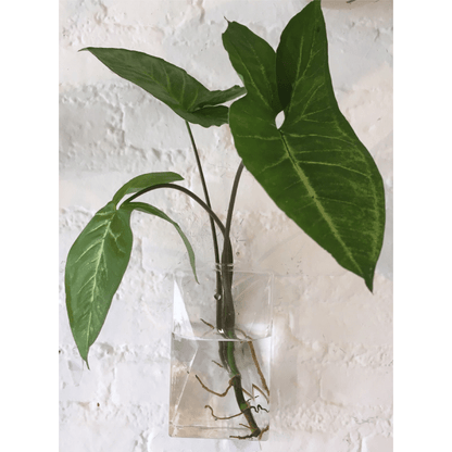Vaso de Parede Perfume em Vidro - casaquetem